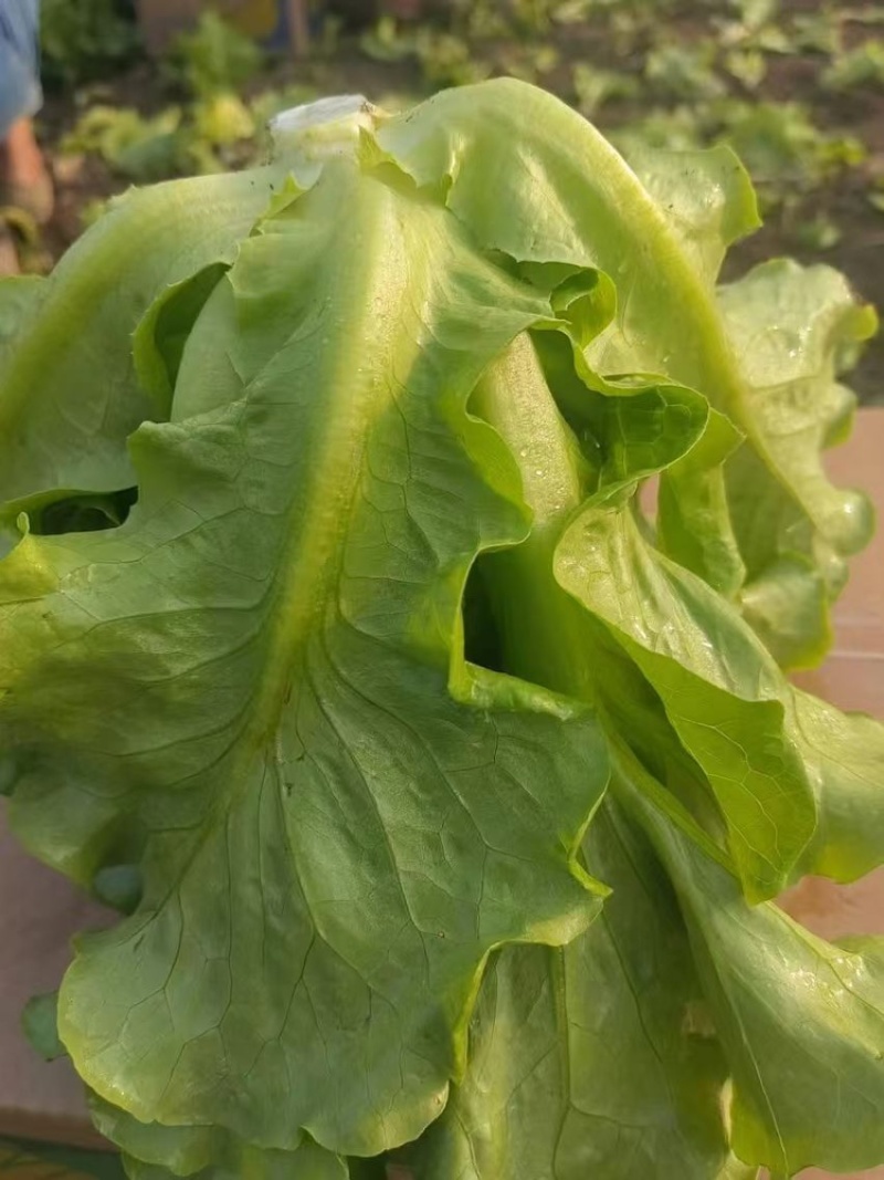 精品生菜，现摘现发，产地直发货源充足，品质保证