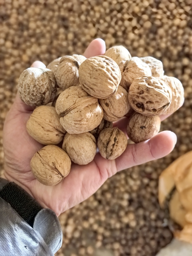 优质笨核桃