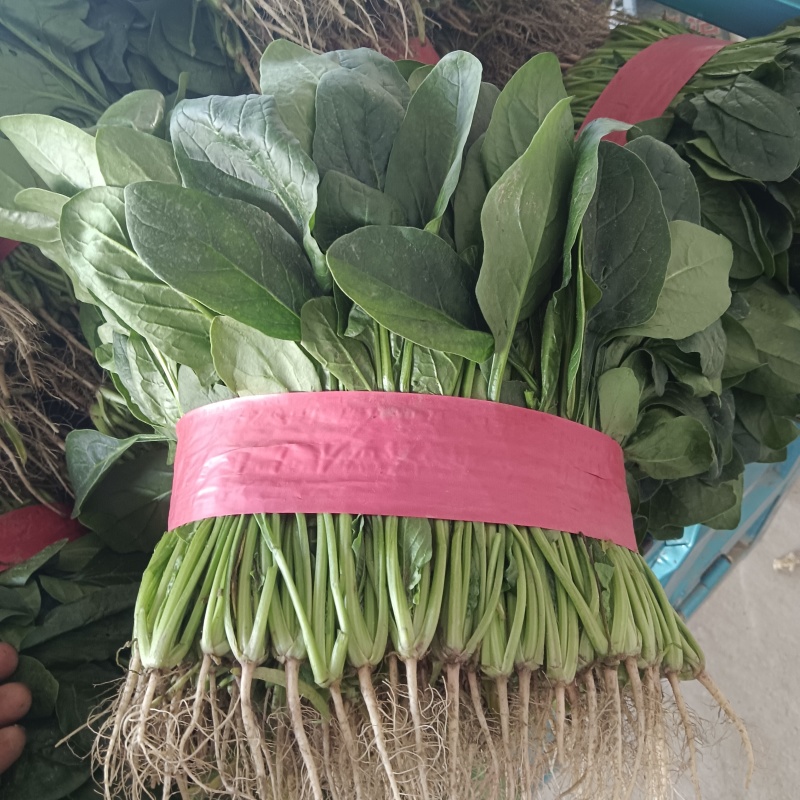 【大叶菠菜】河南安阳滑县颜色翠绿无虫害干叶可打捆
