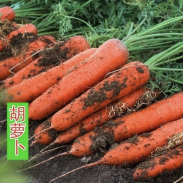 当阳市本地胡萝卜