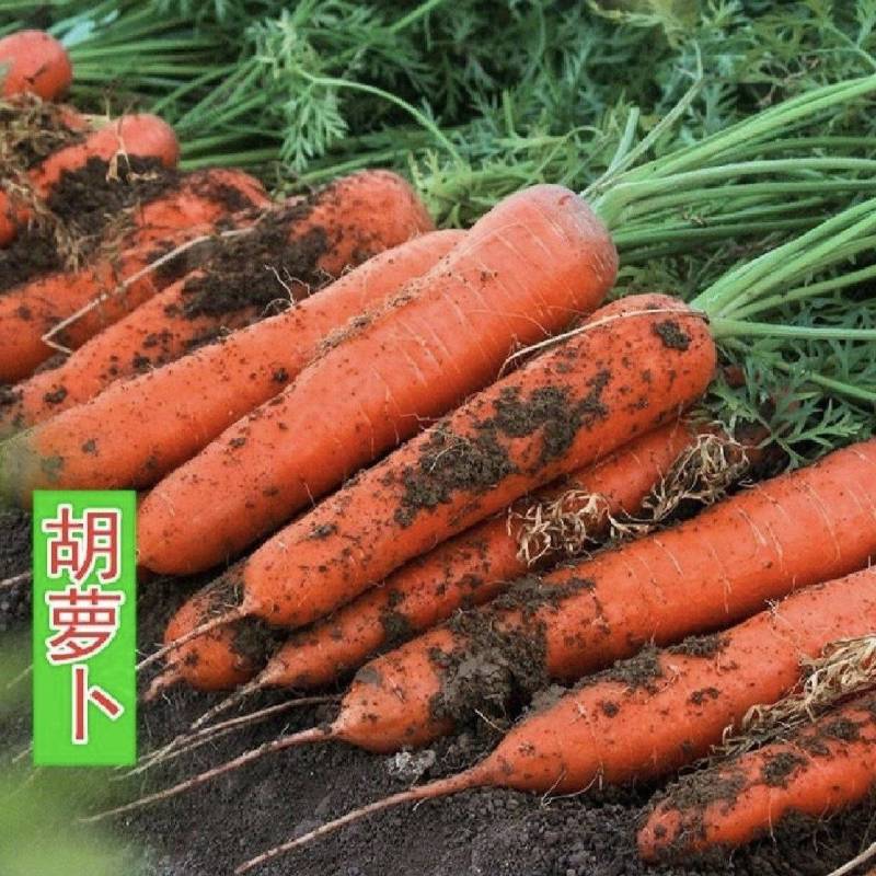 当阳市本地胡萝卜