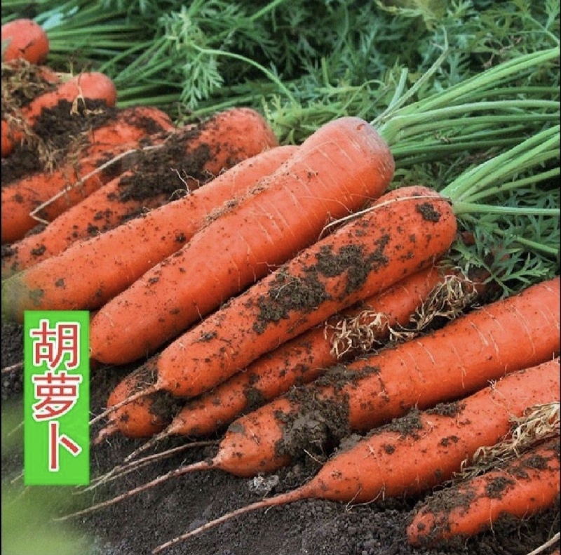 当阳市本地胡萝卜