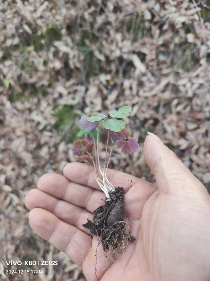 紫背天葵种苗