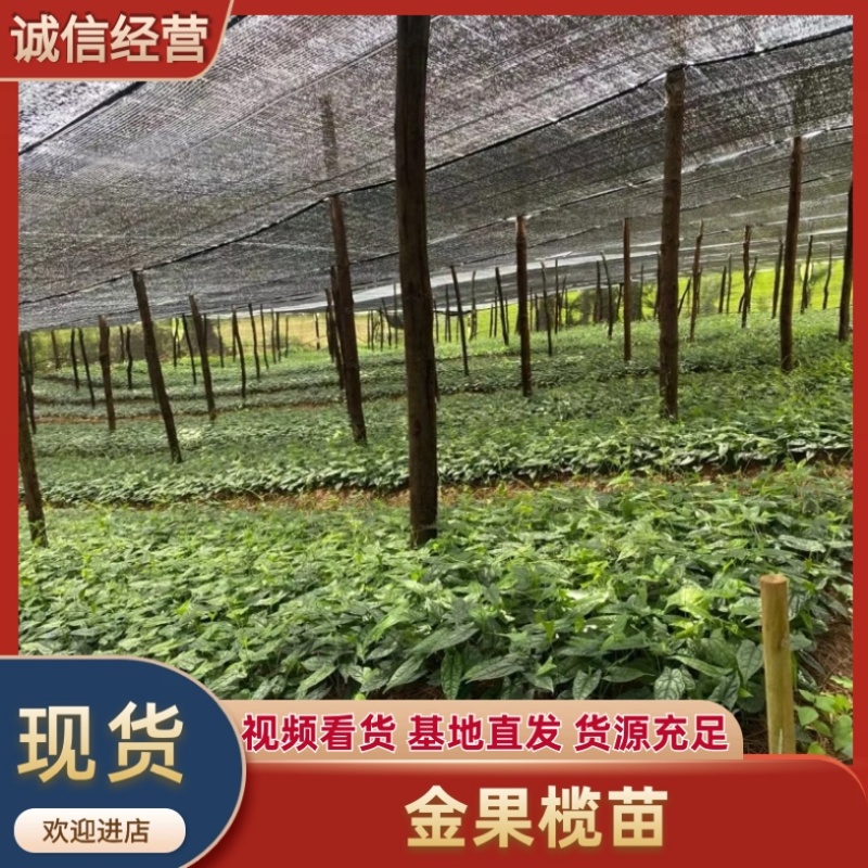 四川金果榄苗出售地苦胆苗出售基地直供欢迎采购