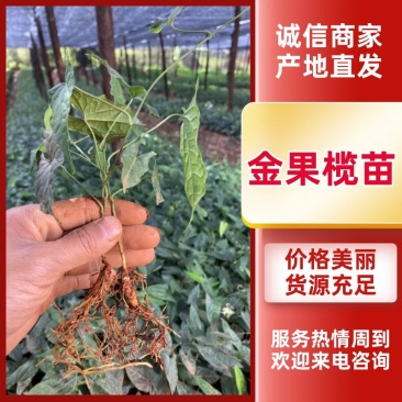 四川金果榄苗出售地苦胆苗出售基地直供欢迎采购