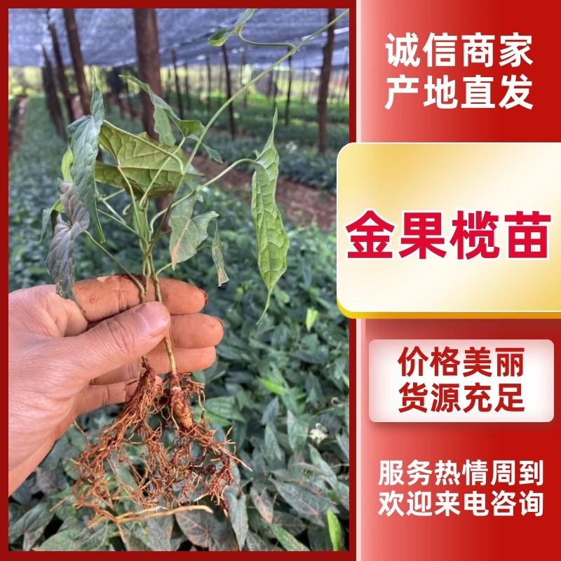 四川金果榄苗出售地苦胆苗出售基地直供欢迎采购