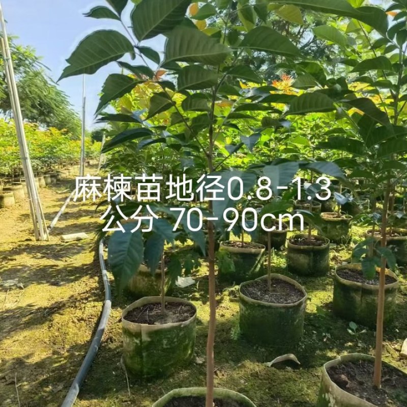 麻楝布袋苗