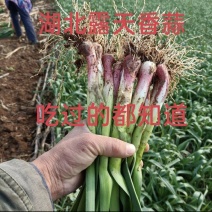 红根蒜苗