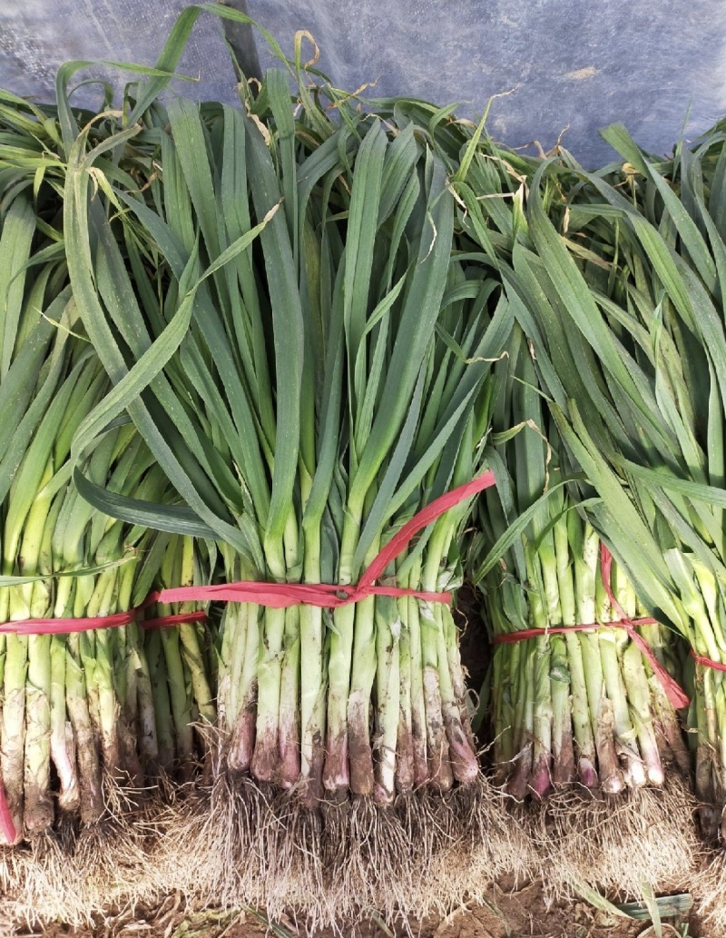 红根蒜苗