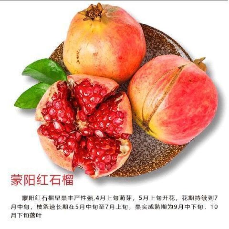 【大果石榴】石榴树软籽石榴苗,盆栽地栽当年结果室内绿植