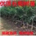 【大果石榴】石榴树软籽石榴苗,盆栽地栽当年结果室内绿植