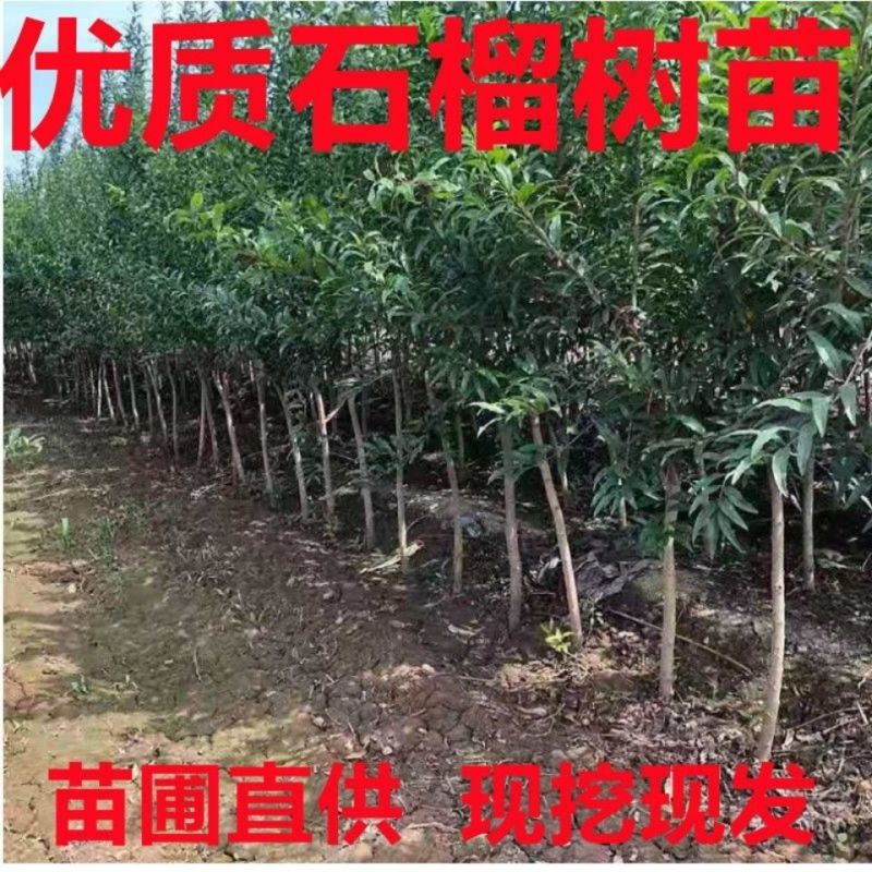 【大果石榴】石榴树软籽石榴苗,盆栽地栽当年结果室内绿植