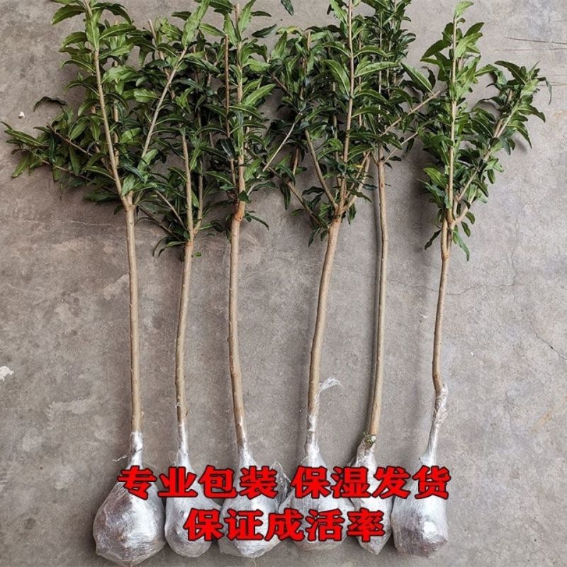 【大果石榴】石榴树软籽石榴苗,盆栽地栽当年结果室内绿植