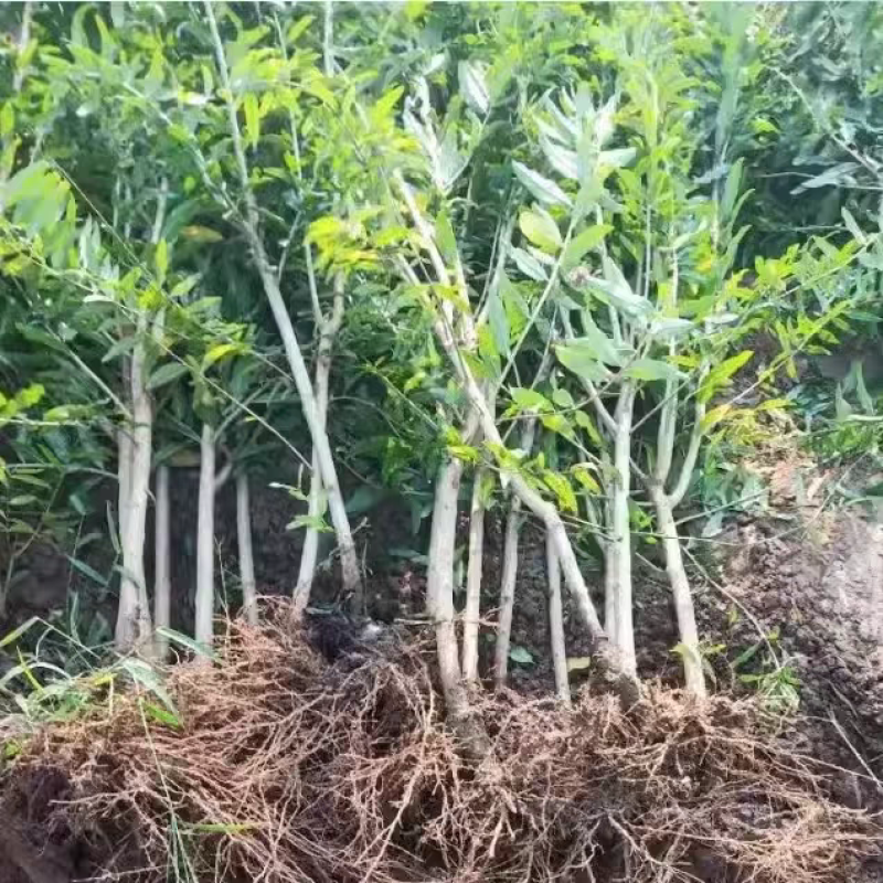 【大果石榴】石榴树软籽石榴苗,盆栽地栽当年结果室内绿植