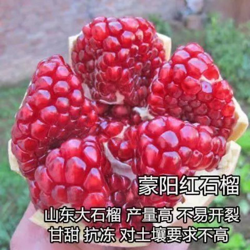 【大果石榴】石榴树软籽石榴苗,盆栽地栽当年结果室内绿植