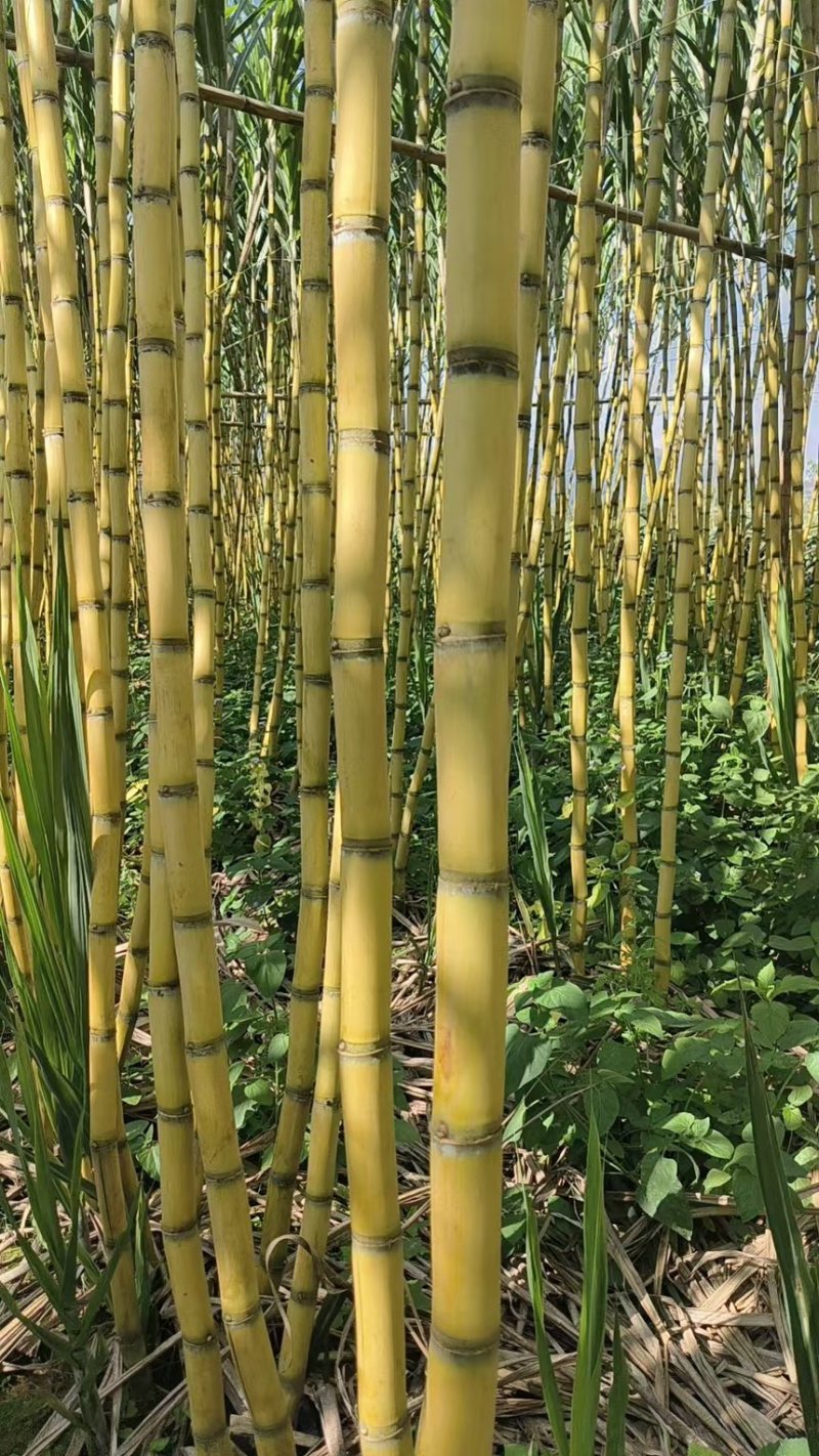 【热卖】云南甘蔗黄皮甘蔗规格齐全见货定价欢迎来电咨询