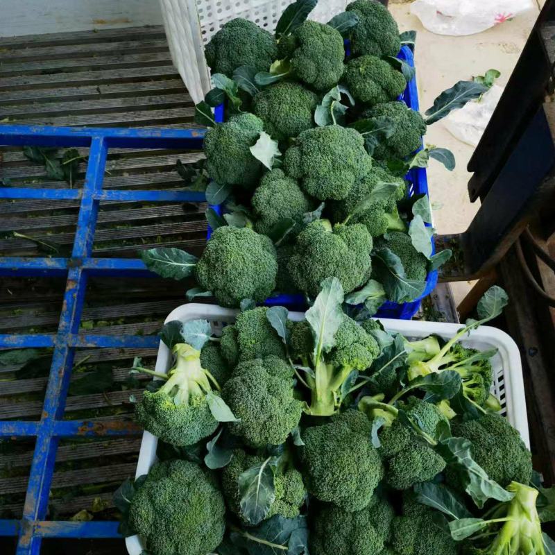 【急售】不涨价西蓝花南阳发货保质保量有需要的进店咨询