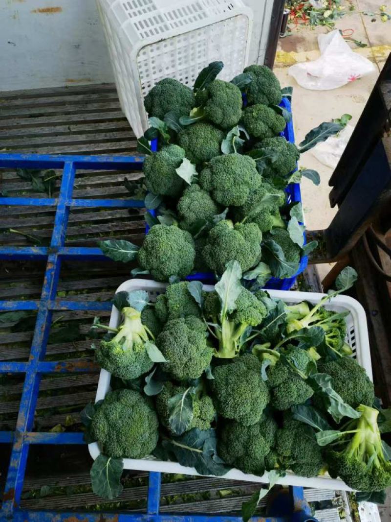 【急售】不涨价西蓝花南阳发货保质保量有需要的进店咨询