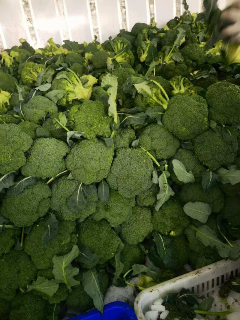 【急售】不涨价西蓝花南阳发货保质保量有需要的进店咨询