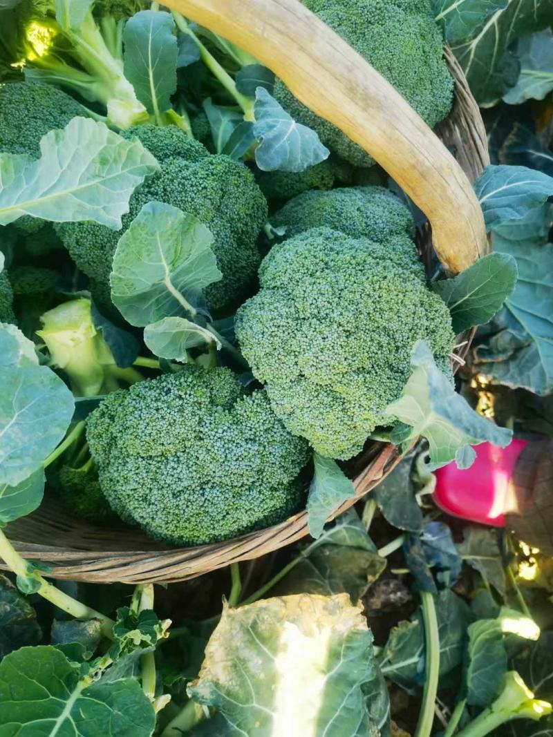 【急售】不涨价西蓝花南阳发货保质保量有需要的进店咨询