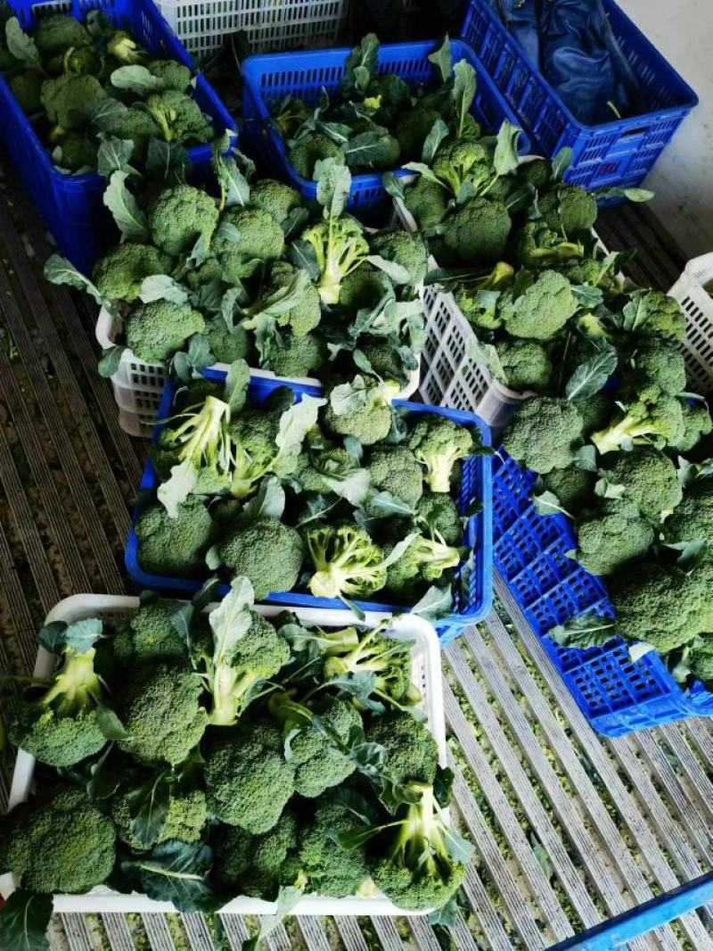 【急售】不涨价西蓝花南阳发货保质保量有需要的进店咨询