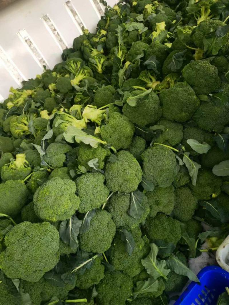 【急售】不涨价西蓝花南阳发货保质保量有需要的进店咨询