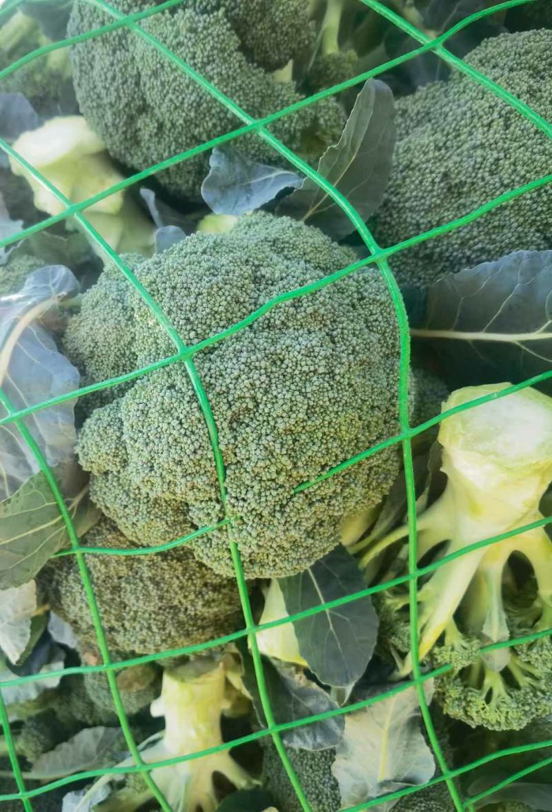 【急售】不涨价西蓝花南阳发货保质保量有需要的进店咨询