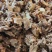 牛头拆骨肉便宜走量二十公斤一件