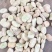蚕豆.大颗粒蚕豆产地直供大量供应品质好价格低欢迎来