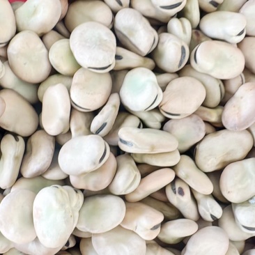 蚕豆.大颗粒蚕豆产地直供大量供应品质好价格低欢迎来