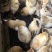 麻羽绿壳蛋鸡苗，厂家直销，货源稳定，品质保证