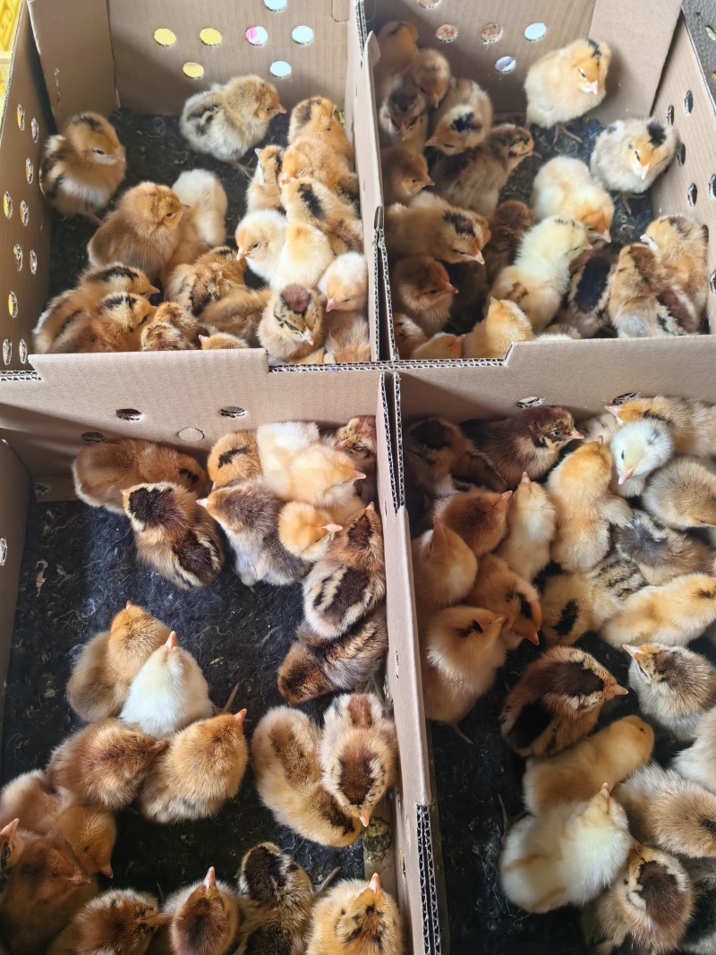 麻羽绿壳蛋鸡苗，厂家直销，货源稳定，品质保证