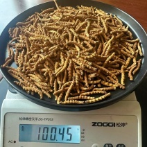野生那曲断虫草严选20g断草包邮性价比高售后有保障