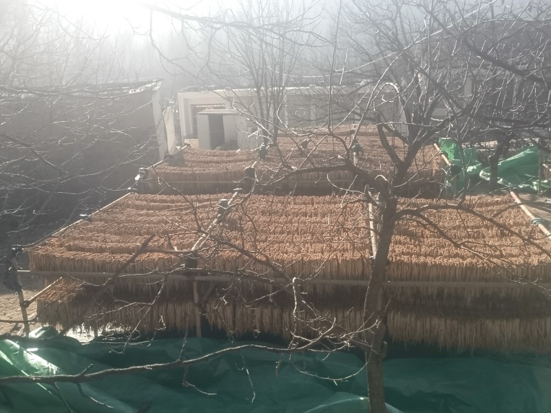 岷县精品无硫党参，产地发货，高山高海拔种植，可视频看货。