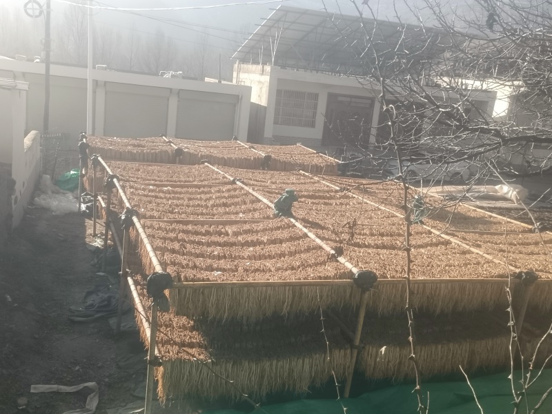 岷县精品无硫党参，产地发货，高山高海拔种植，可视频看货。