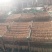 岷县精品无硫党参，产地发货，高山高海拔种植，可视频看货。