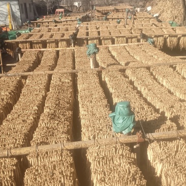 岷县精品无硫党参，产地发货，高山高海拔种植，可视频看货。