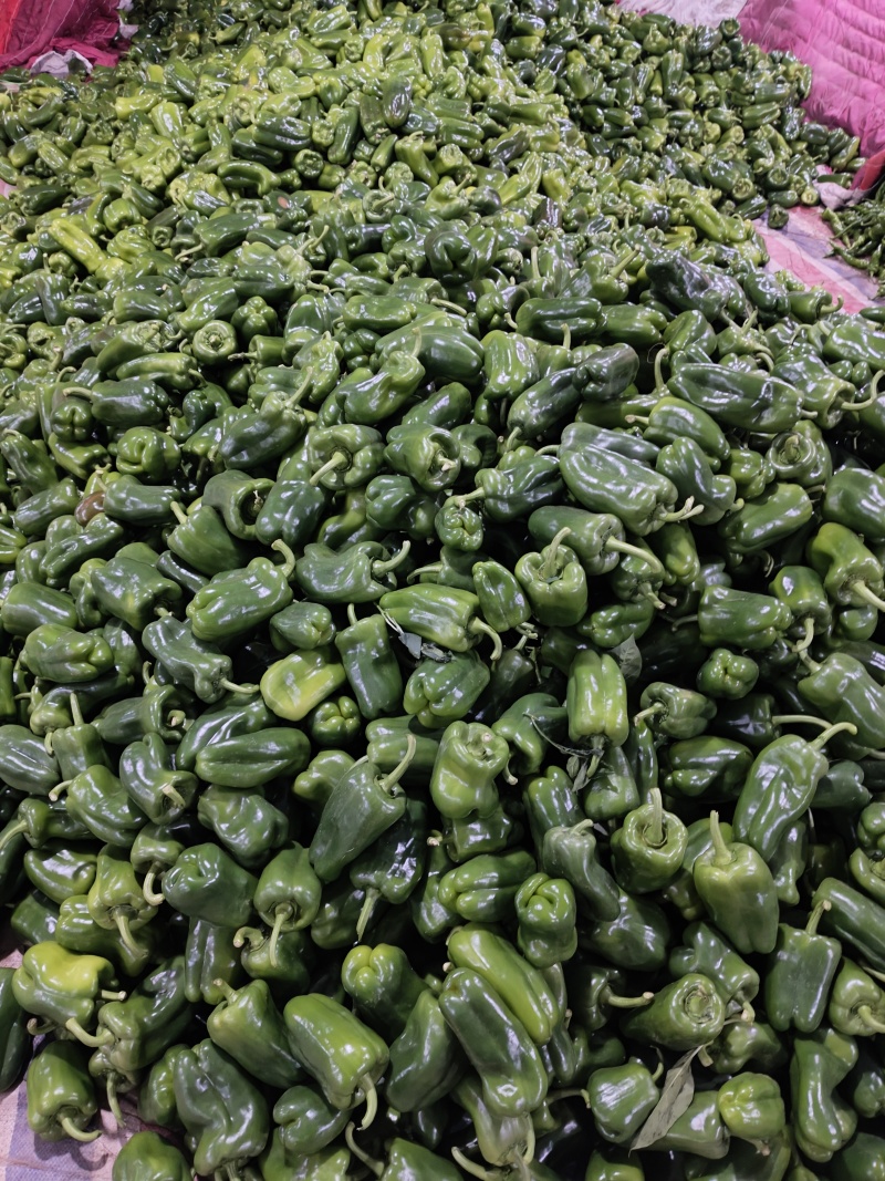 山东太空椒！太空椒，菜椒，大量上市，产地直供质优价廉