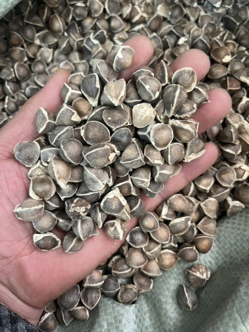 辣木籽野生云南印度特级老树进口食用散装***
