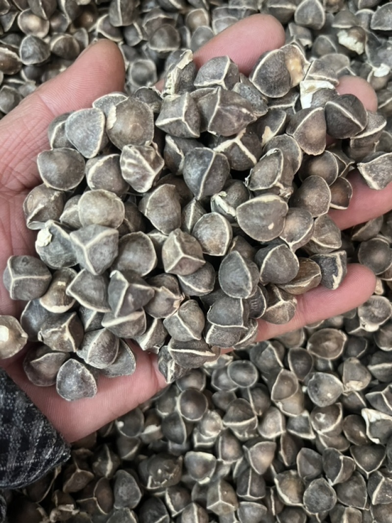 辣木籽野生云南印度特级老树进口食用散装***