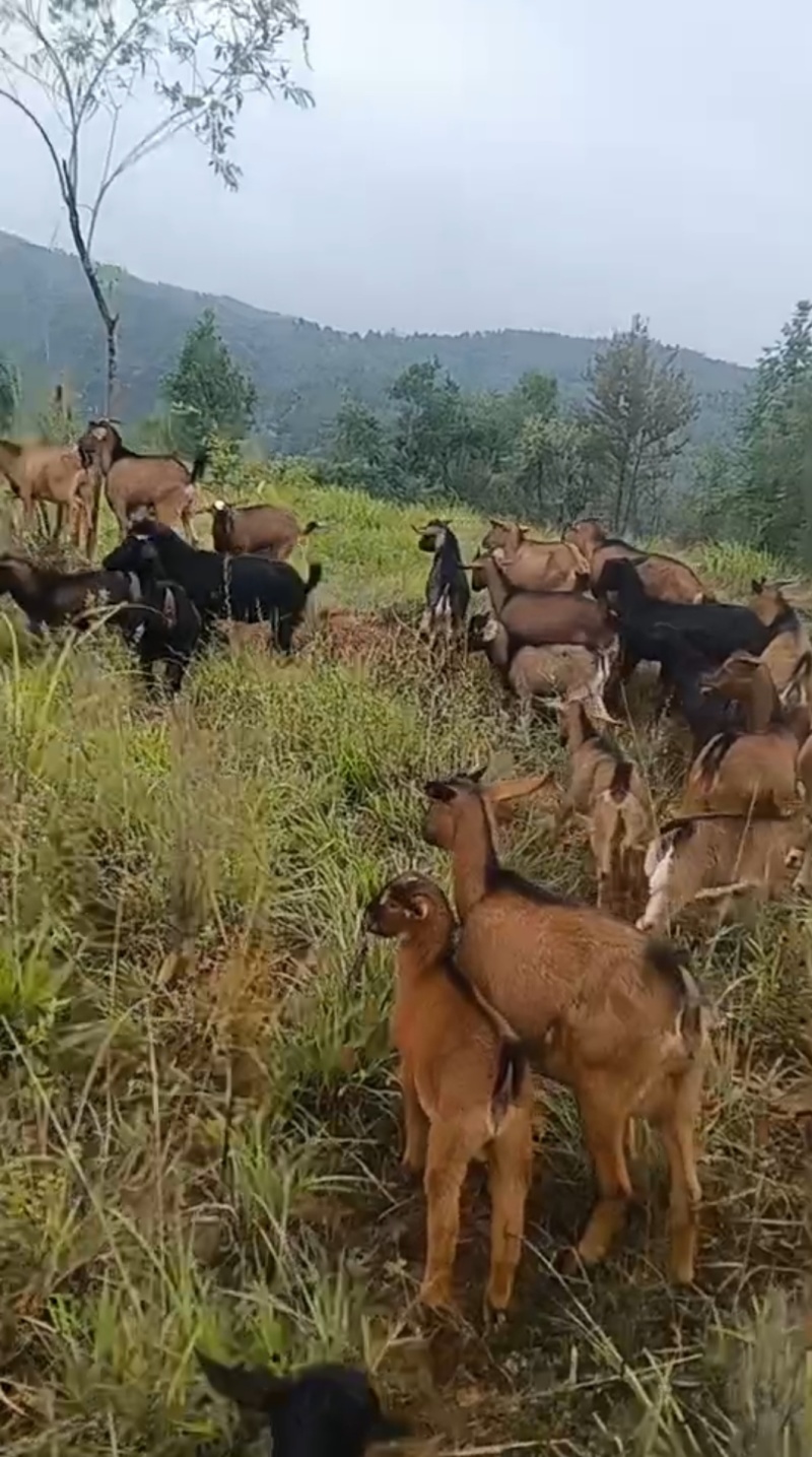 山羊