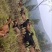 山羊