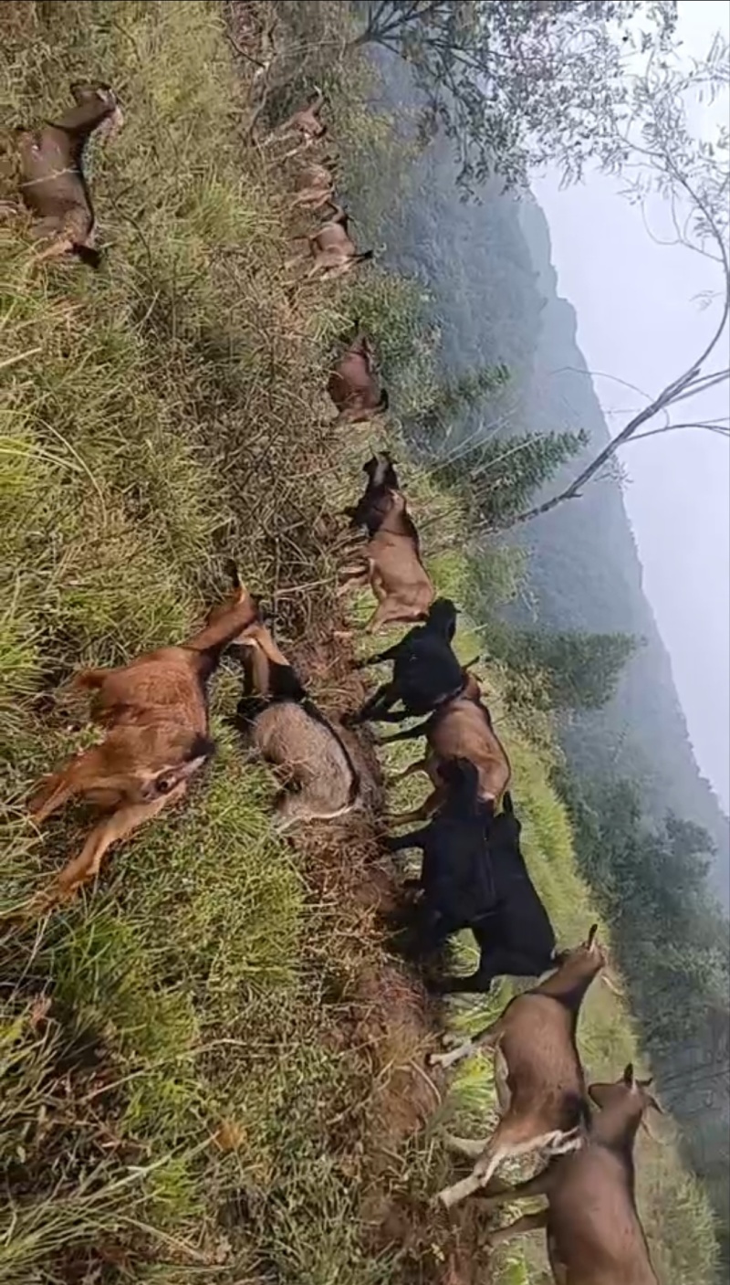 山羊