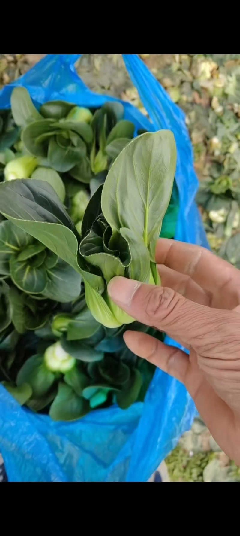 精品矮脚青苏州青产地直发品质保证量大从优欢迎联系