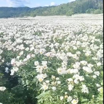 赤芍种子全国发货量大从优可提供技术指导可视频看货