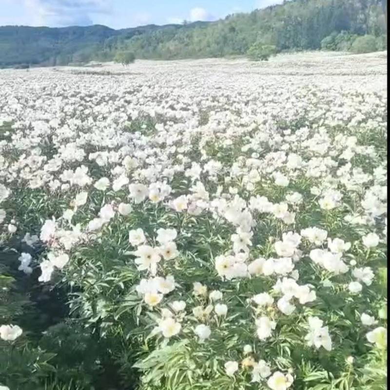 赤芍种子全国发货量大从优可提供技术指导可视频看货