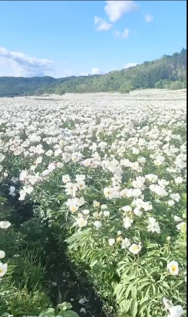 赤芍种子全国发货量大从优可提供技术指导可视频看货