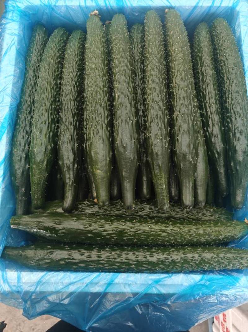 云南精品一级（新）水黄瓜50斤新到云南一级水黄瓜