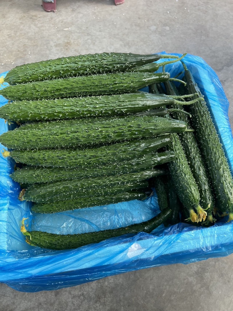 云南精品一级（新）水黄瓜50斤新到云南一级水黄瓜