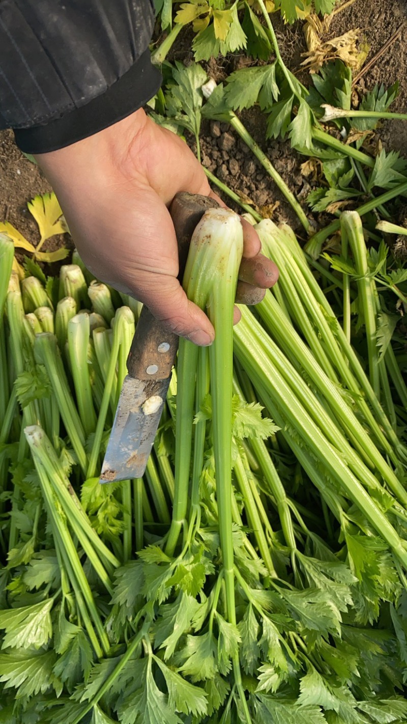 河南安阳滑县史固西芹种植基地